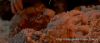 Filename=Le_Pacte_des_Loups04.jpg
Filesize=73KB
Dimensions=479x208
Date added=Feb 23, 2007 Le_Pacte_des_Loups04.jpg